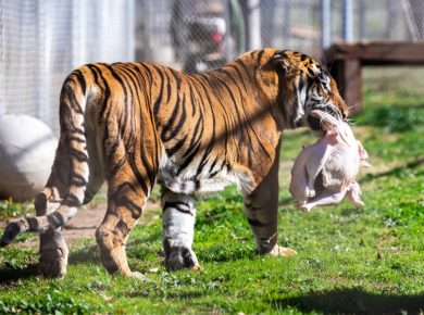 Thanksgiving Turkey Bash Brings Turkeys & Treats To Exotic Animals At Lions Tigers & Bears